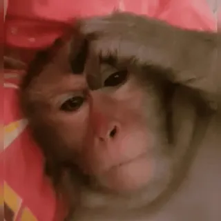 🤦‍♂️ aap, beledigend gebaar, dier, onbeschoft, respectloos telegram sticker