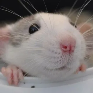 🐀 szczur, gryzoń, słodki, zwierzę, zwierzak telegram sticker