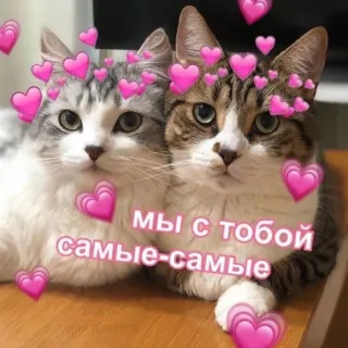 💞 мы с тобой самые-самые แมว, หัวใจ, ความรัก, มิตรภาพ whatsapp sticker