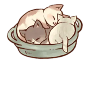😴 chat, chaton, animaux, sommeil, mignon, animal de compagnie, chat domestique telegram sticker
