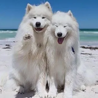 ❤️ Hund, Samojede, Strand, süß, Tiere, Haustier, Freundschaft telegram sticker