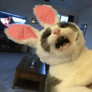 😜 gato, orelhas de coelho, animal, páscoa, animal de estimação, engraçado, fofo whatsapp sticker