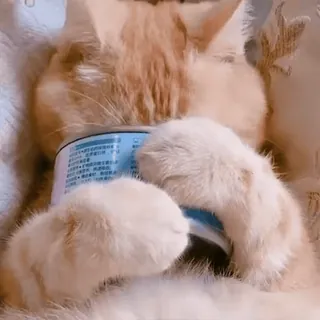 🐾 Katze, Tier, Haustier, süß, Hauskatze, orange Katze, Katzenpfoten, Katze mit Dose telegram sticker