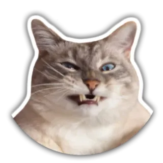 😬 gato, animal, mascota, divertido, meme, enojado, raro, ofensivo whatsapp sticker