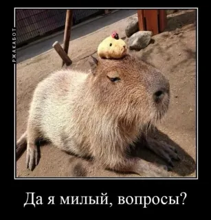 🙃 Да я милый, вопросы? คาปิบารา, น่ารัก, สัตว์, สัตว์ฟันแทะ telegram sticker