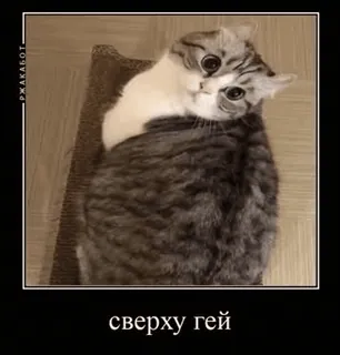 🌟 сверху гей cat, meme, funny, animal, pet telegram sticker