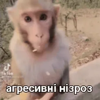 зроз :: @fStikBot telegram stickers