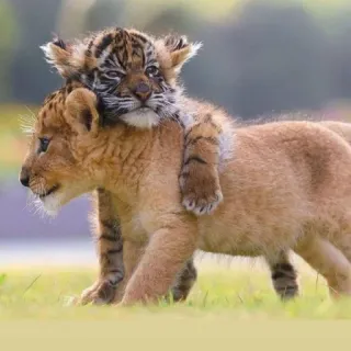 🦁 cachorro de tigre, cachorro de león, animales, crías de animales, fauna, lindo, naturaleza telegram sticker