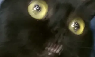 😾 gato, animal, animal de estimação, gato preto, olhos, assustador whatsapp sticker