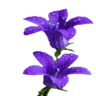 🌸 Blume, Lila, Natur, Blüte, Blumenmuster, Pflanze telegram sticker