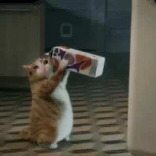 🐱 猫, タコベル, 食べ物, 動物, 子猫, 飲み物 telegram sticker