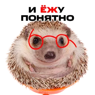 😤 И ЁЖУ ПОНЯТНО hedgehog, animal, glasses, russian, easy to understand, simple, humor telegram sticker