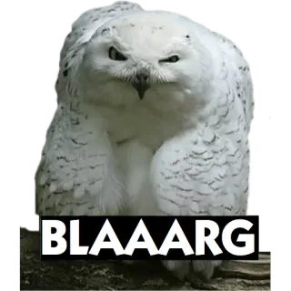 🐦 BLAAARG сова, птица, белая сова, злой, милый telegram sticker