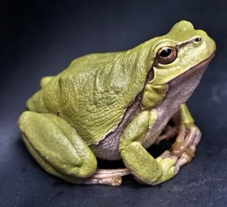 😌 grenouille, amphibien, animal, vert, faune, nature whatsapp sticker