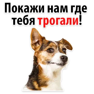😕 Покажи нам где тебя трогали! dog, sticker, animal, cute, pet telegram sticker