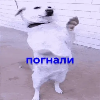 😂 погнали dog, dancing, funny, meme, white dog, lets go, animal telegram sticker