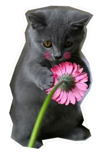 🐱 gato, gatito, flor, gerbera, lindo, animal telegram sticker