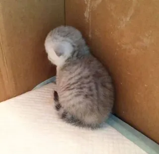 😔 gattino, gatto, cucciolo, carino, animale domestico, piccolo, grigio, animale telegram sticker