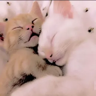 🥺 mèo, ngủ, động vật, dễ thương, mèo con telegram sticker