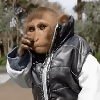 🕶 monkey, jacket, animal, meme, funny, primate telegram sticker