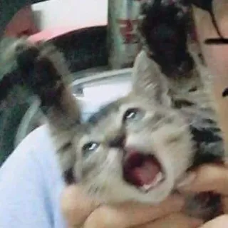 😱 cat, kitten, yawning, pet, animal telegram sticker