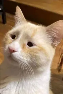 😒 gato, animal, animal de estimação, animal doméstico, felino, fofo telegram sticker