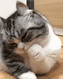 😺 gato, animal, lamiendo, aseo, mascota, animal doméstico whatsapp sticker