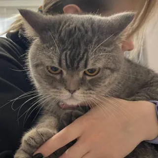 🐭 cat, pet, animal, domestic cat, grey cat, feline whatsapp sticker