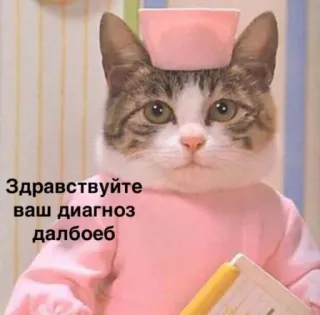 🙂 Здравствуйте ваш диагноз далбоеб Katze, Krankenschwester, Arzt, Tier, Russisch, Beleidigung telegram sticker