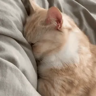 💕 chat, dormir, animal, animal de compagnie whatsapp sticker