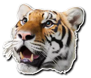 😮 tigre, animal, vida salvaje, gato, mamífero, predador, pegatina whatsapp sticker