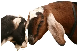💑 goats, animals, farm, livestock, domestic animals telegram sticker
