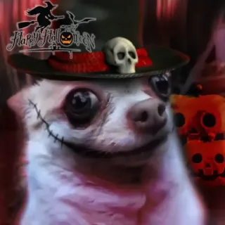 🎃 Happy Halloween halloween, dog, sticker, skull, witch telegram sticker