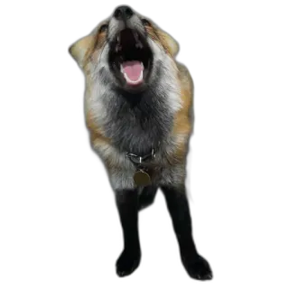 FopsButNoBackground whatsapp stickers