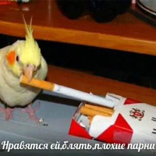 😎 Нравятся ей, блять, плохие парни vogel, sigaret, roken, papegaai telegram sticker