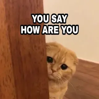 🍁 YOU SAY HOW ARE YOU Katze, Meme, Frage, süß, Tier telegram sticker