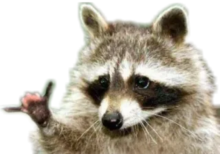 🤙 procione, dito medio, animale, gesto, meme whatsapp sticker