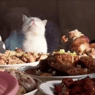 🌟 猫, 食べ物, 料理, テーブル, 動物 whatsapp sticker