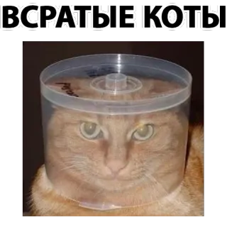 🐱 ВСРАТЫЕ КОТЫ gato, meme, gracioso, animal, gatos, raro, ruso telegram sticker