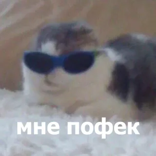 🤓 мне пофек แมว, แว่นกันแดด, เท่, เฉยเมย, ตลก, มีม telegram sticker