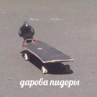 ✌️ дарова пидоры bird, skateboard, pigeon, offensive whatsapp sticker