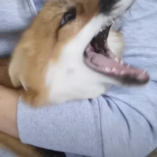 🦊 whatsapp sticker