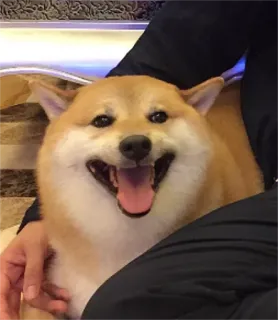 😛 chien, shiba inu, animal de compagnie, animal, mignon, joyeux telegram sticker