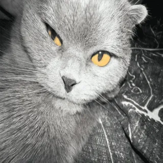 😐 cat, scottish fold, feline, animal, pet, gray cat, yellow eyes, portrait telegram sticker
