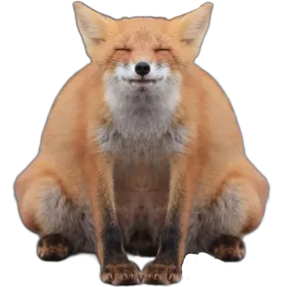 🚇 fox, animal, mammal, wildlife, nature telegram sticker