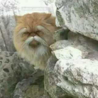 😺 chat, drôle, animal, animal de compagnie, rochers, caché telegram sticker