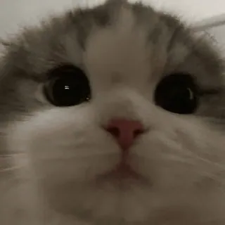 😳 Katze, Kätzchen, süß, Tier, Haustier, häuslich telegram sticker