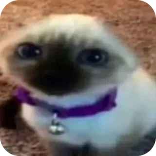 🐶 猫, 動物, シャム, ペット, 子猫, かわいい, 哺乳類 telegram sticker