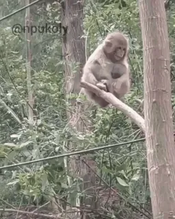 ๐ monkey, animal, primate, tree telegram sticker