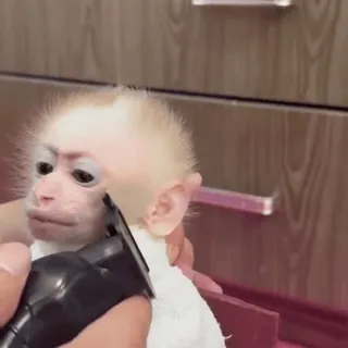 🪒 monkey, haircut, grooming, pet, animal, trimming telegram sticker